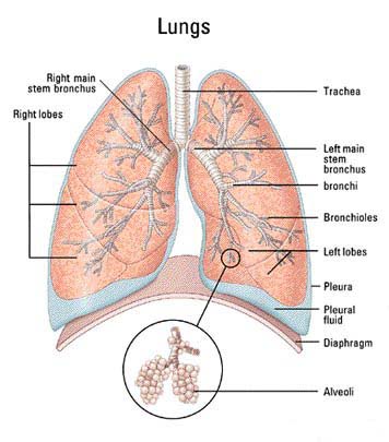 Functions Of The Respiratory System. Respiratory Diseases