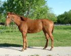 sugarfoot1